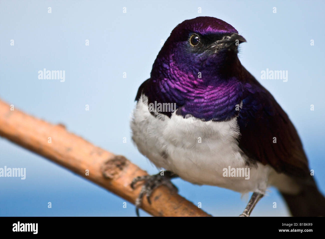 Amethyst Starling Cinnyricinclus leucogaster verreavi un uccello esotico maschio allo ZOO Toledo Ohio OH grande alta risoluzione negli Stati Uniti ad alta risoluzione orizzontale Foto Stock