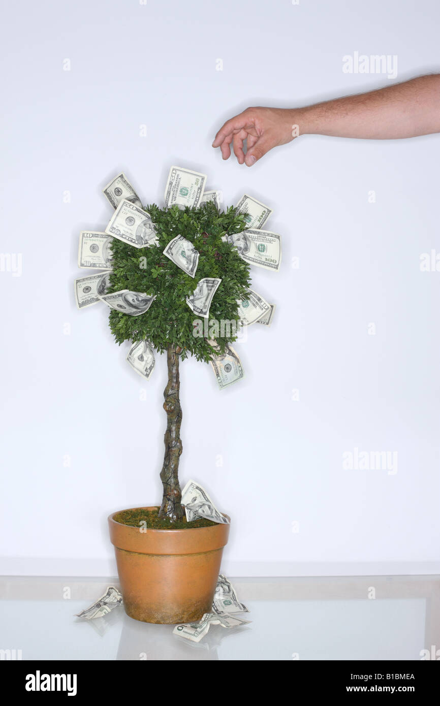 Il denaro cresce sugli alberi con la mano il raggiungimento di scegliere un dollaro Foto Stock