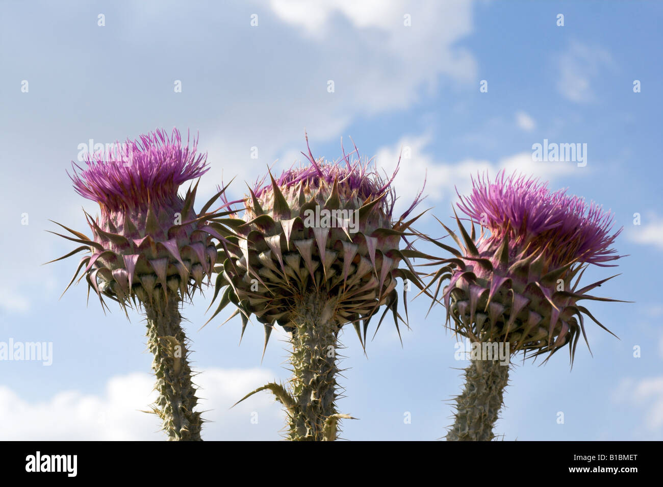 St Mary s cardo noto anche come cardo mariano Foto Stock