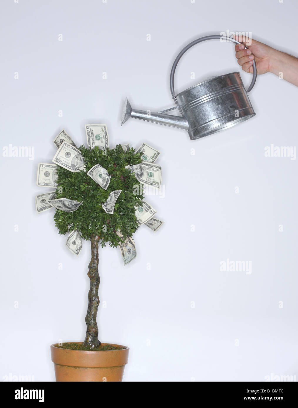 Il denaro che cresce su un albero con annaffiatoio Foto Stock