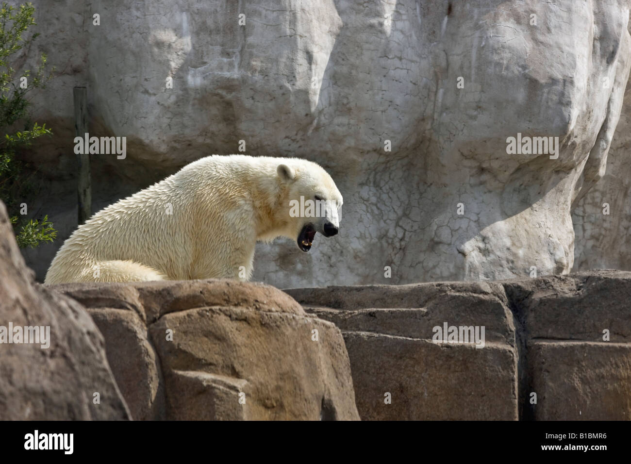 ZOO orso polare bianco sulle rocce seduto all'esterno in estate sullo sfondo naturale un animale selvatico nessuno ad alta risoluzione Foto Stock