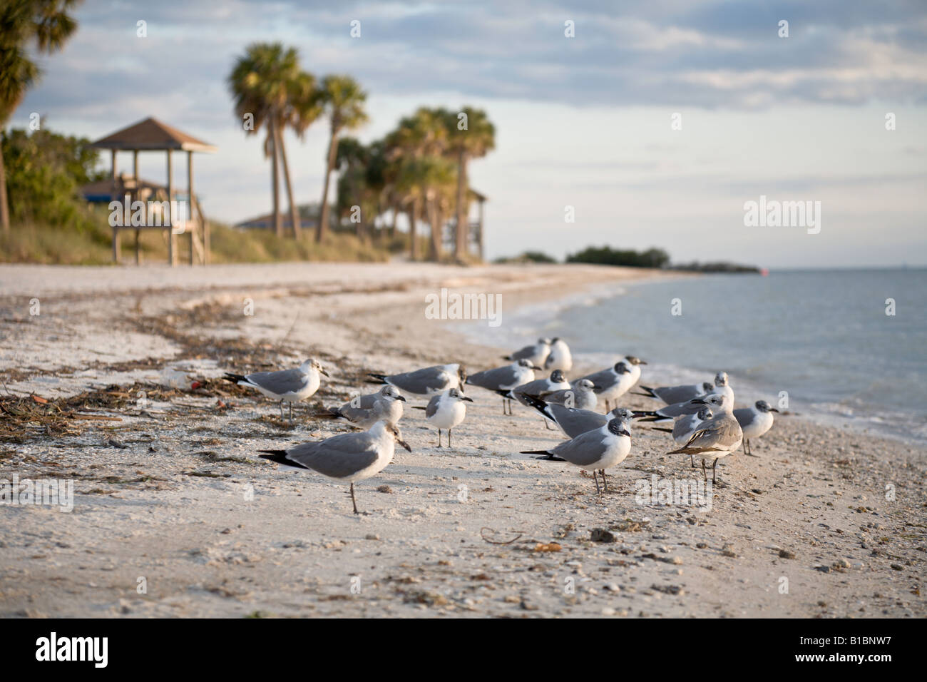 A Flock of Seagulls pazientemente di appoggio sulla spiaggia di vecchia Tampa Bay, Tampa, Florida Foto Stock