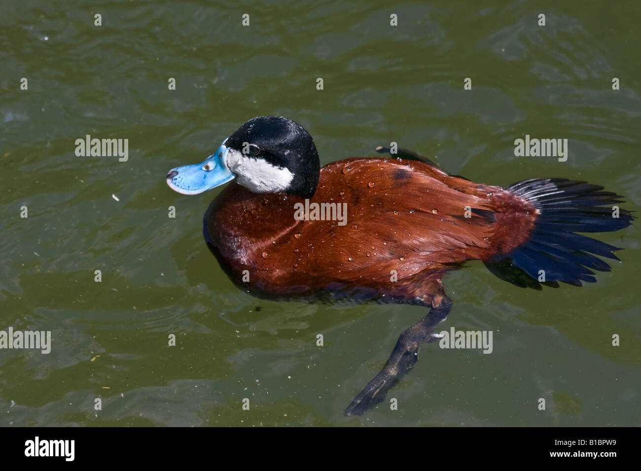 Ruddy Duck Oxyura jamaicensis anatra che nuota su uno stagno dall'alto allo ZOO Ohio OH immagini immagini foto orizzontali negli Stati Uniti ad alta risoluzione Foto Stock