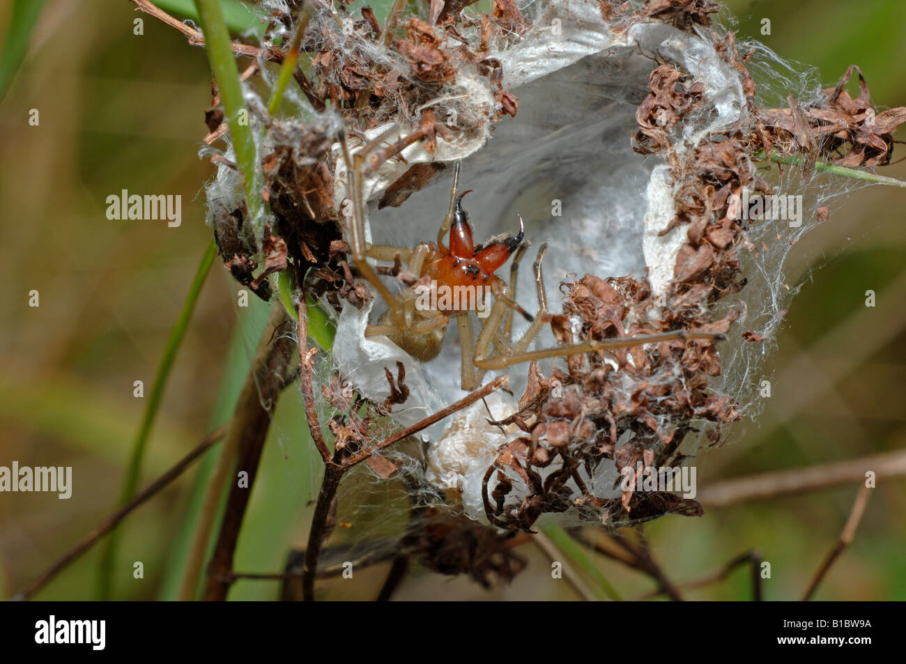 Sacco giallo ragno (Cheiracanthium punctorium). Minacciando femmina in eggsack Foto Stock
