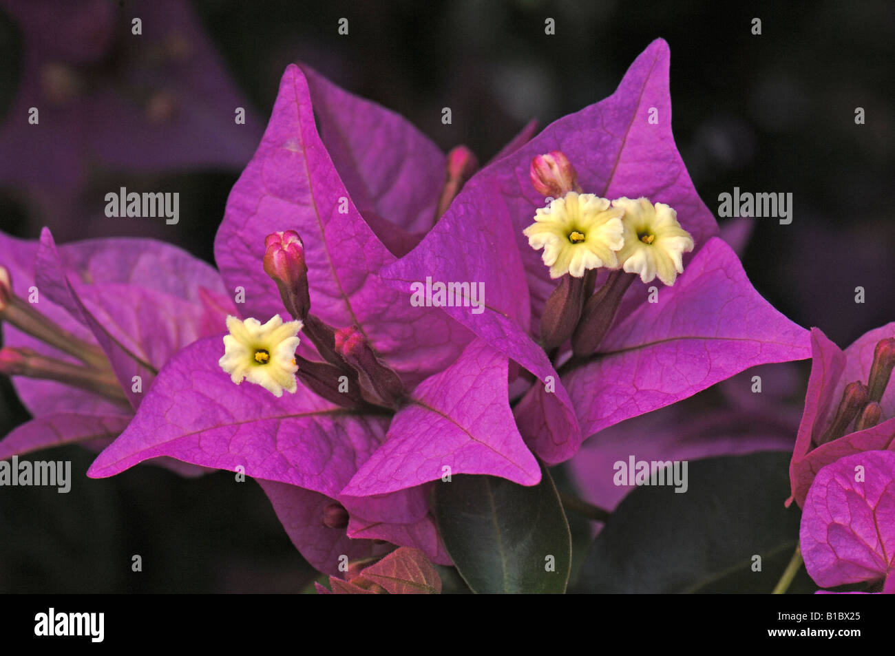 Bouganvillea (Bougainvillea glabra), fiori Foto Stock