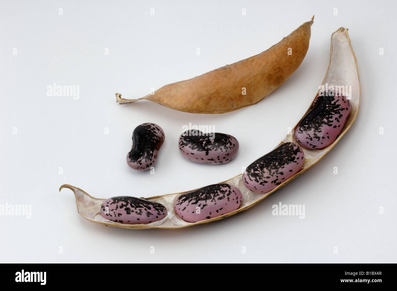 Runner Bean, Scarlet Runner (Phaseolus coccineus), pod con fagioli Foto Stock