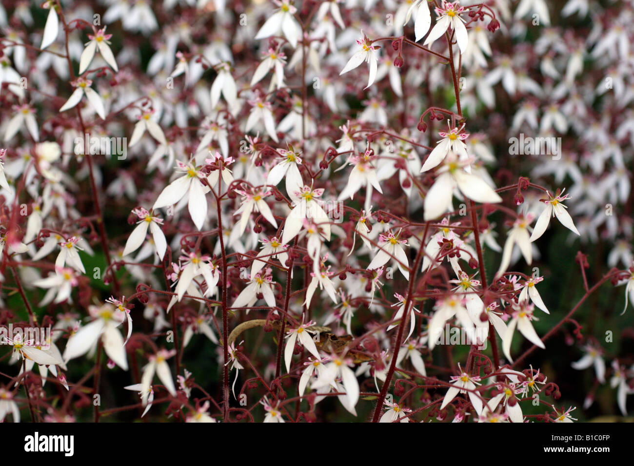 SAXIFRAGA STOLONIFERA AGM Foto Stock