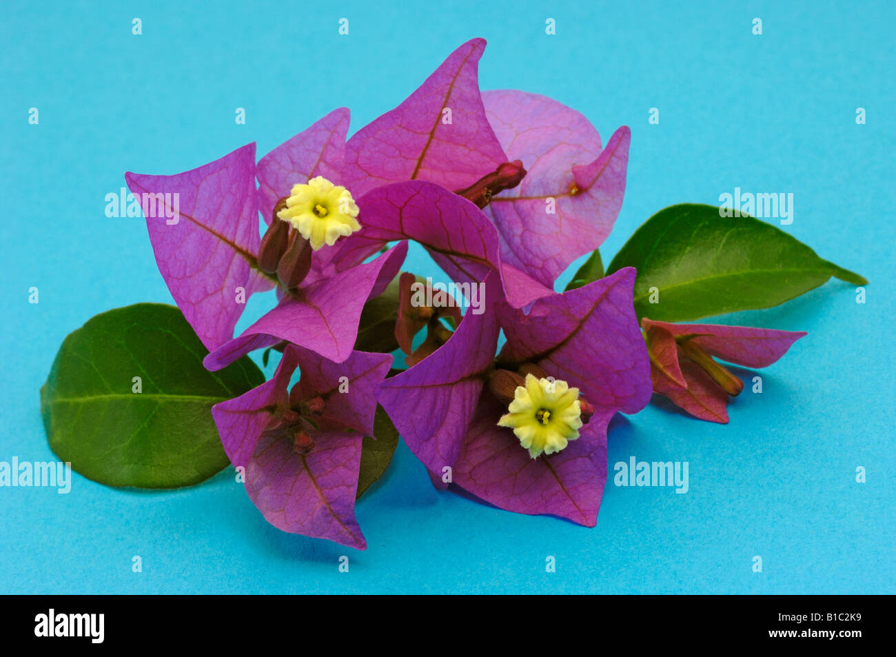 Bouganvillea (Bougainvillea glabra), fioritura ramoscello studio immagine Foto Stock