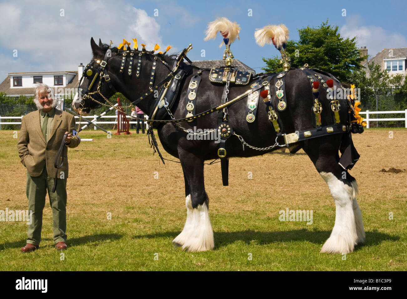 Shire horse presso il Royal Cornwall Show 2008 Foto Stock
