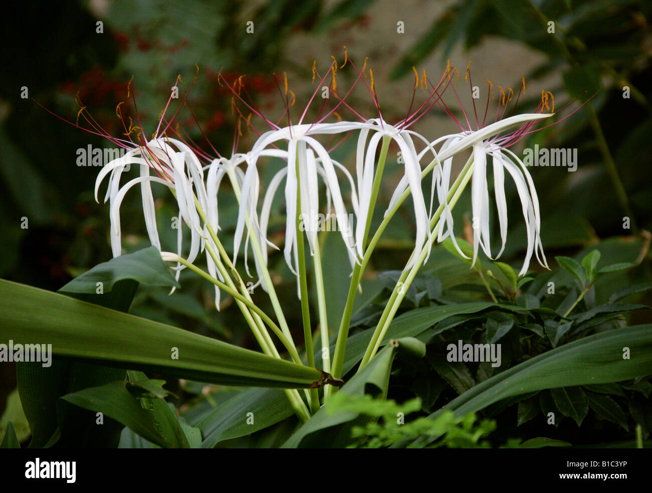 Il Ragno Gigante Giglio Crinum asiaticum Amaryllidaceae. Cina, Hong Kong, India, isole Ryukyu e Giappone. Foto Stock