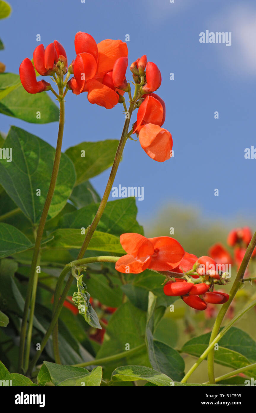 Runner Bean, Scarlet Runner (Phaseolus coccineus), fioritura Foto Stock