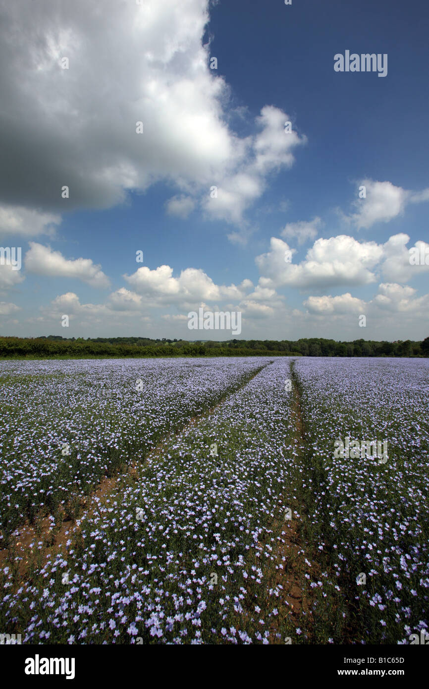 Olio di semi di lino raccolto che viene cresciuto a Ridgewell nel North Essex Foto Stock