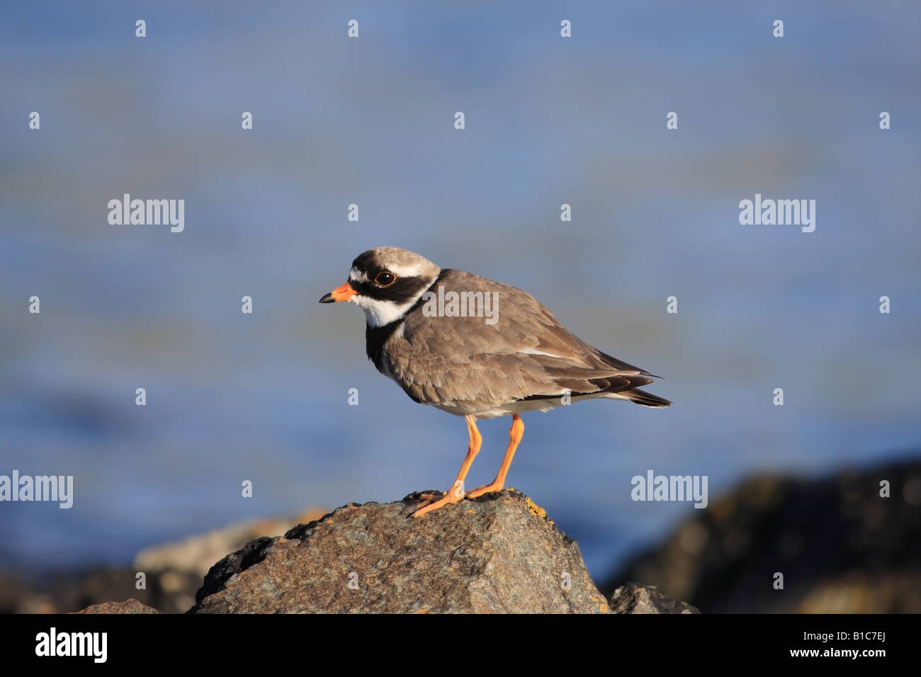 Di inanellare Plover Charadrius hiaticula con il blu del mare come sfondo Foto Stock Di inanellare Plover Charadrius hiaticula con il blu del mare come sfondo Foto Stock
