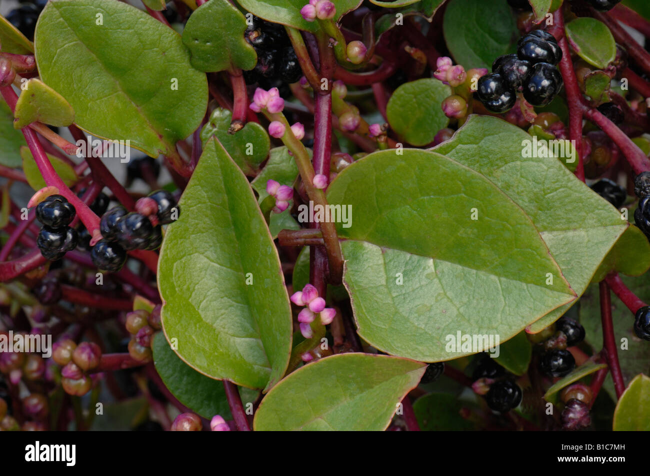 Il Malabar Spinaci, Vietnamita Spinaci (Basella alba), foglie fiori e frutta Foto Stock