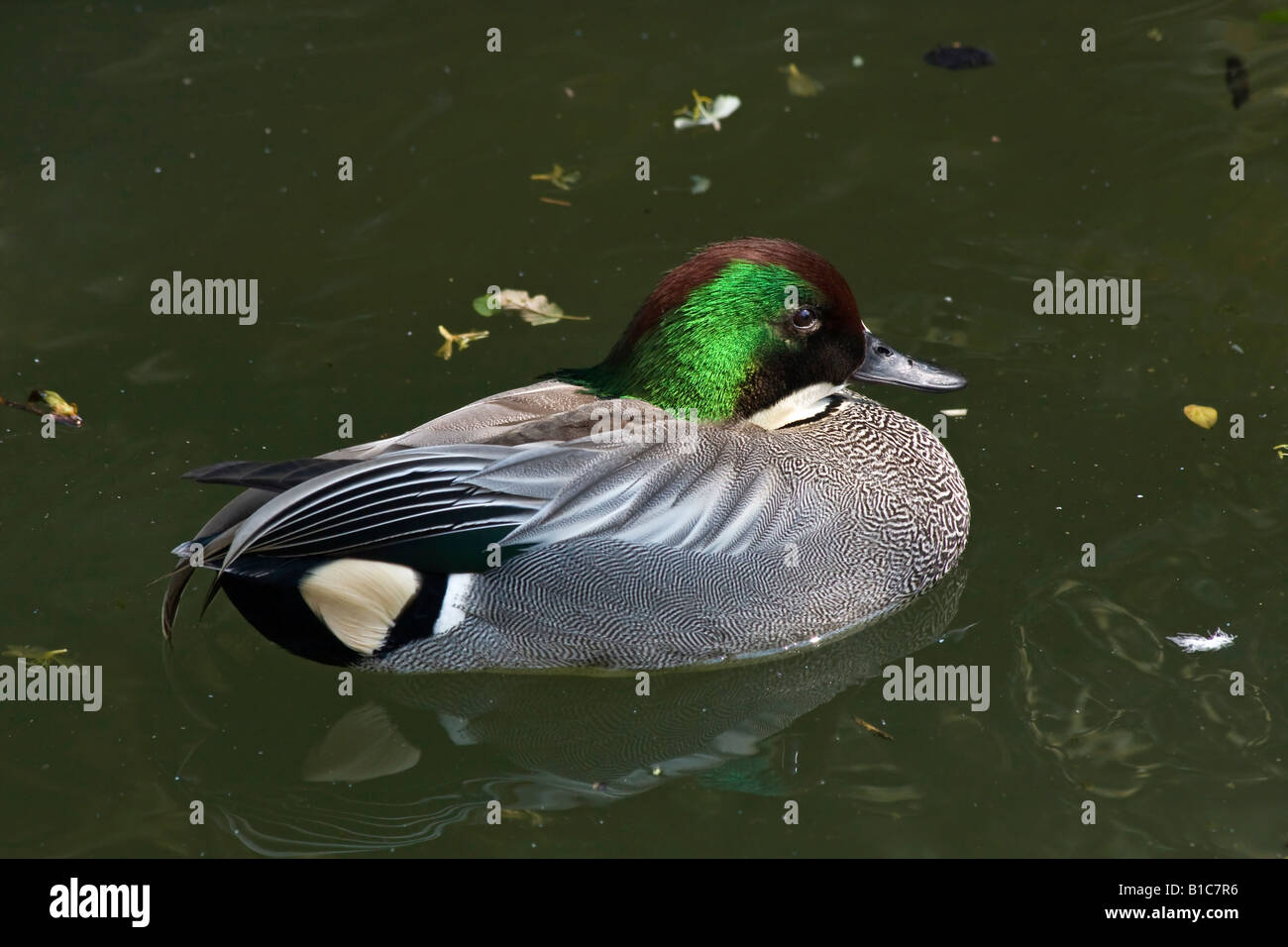 Anatra falcata Anas falcata maschio che nuota su uno stagno visto dall'alto allo ZOO Ohio OH, immagini foto in vendita su alamy negli USA US, ad alta risoluzione Foto Stock