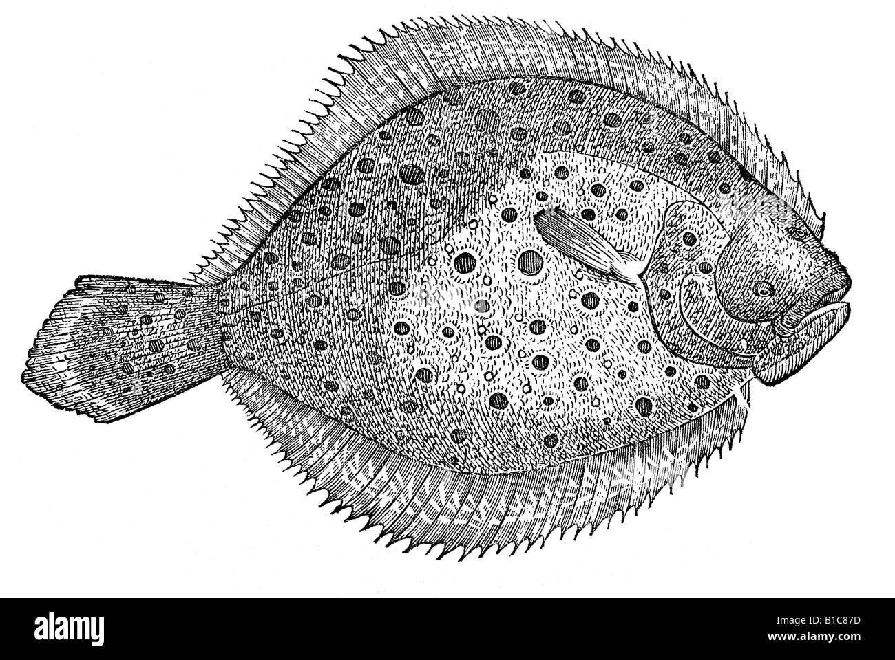 Rhombusaculeatus alterare, Aldrovandi 1642 xvii secolo Europa del Rinascimento Foto Stock