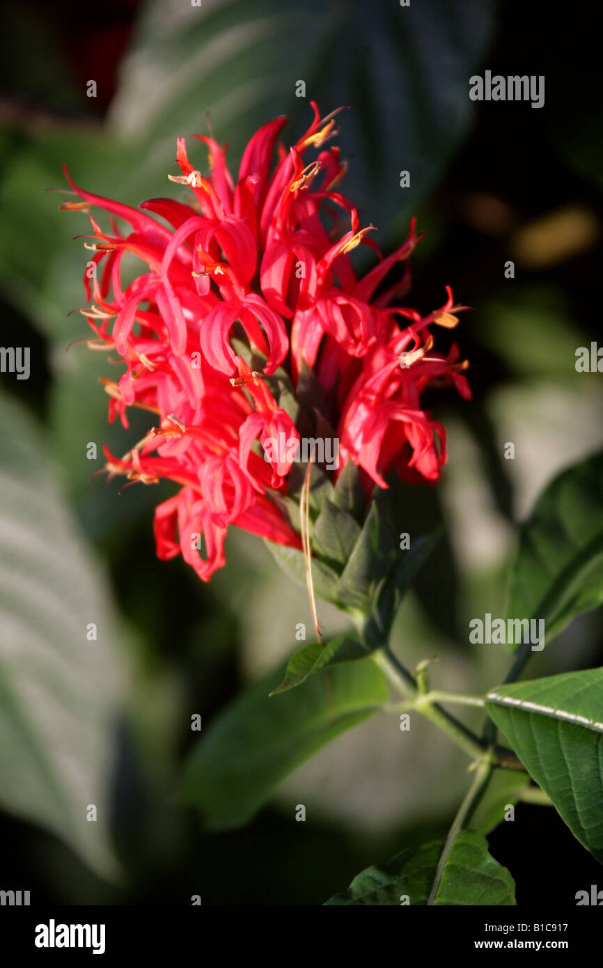 Il cardinale della Guardia, Pachystachys coccinea West Indies America del Sud Foto Stock