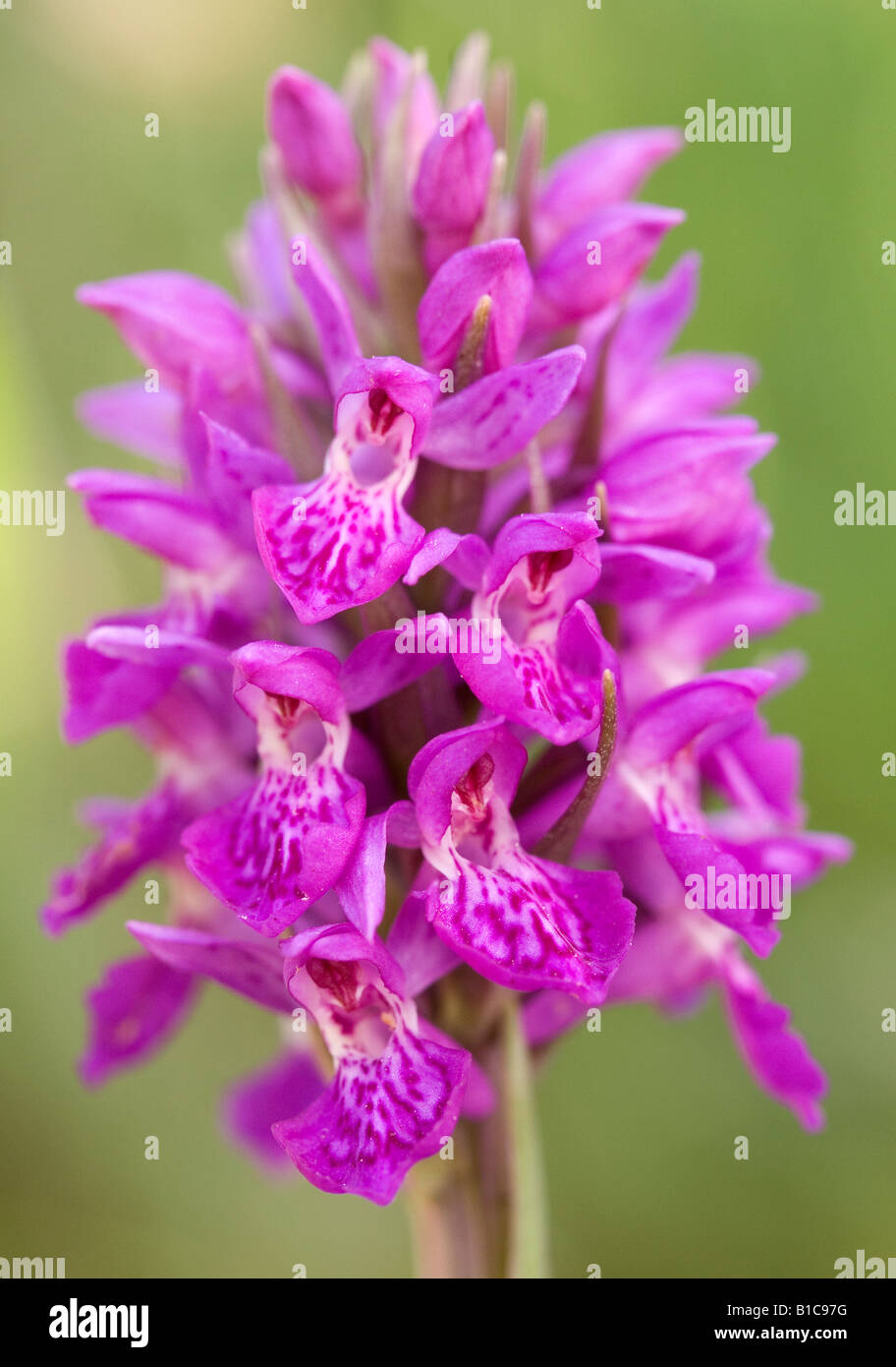 La Palude settentrionale orchidea Dactylorhiza pupurella Foto Stock