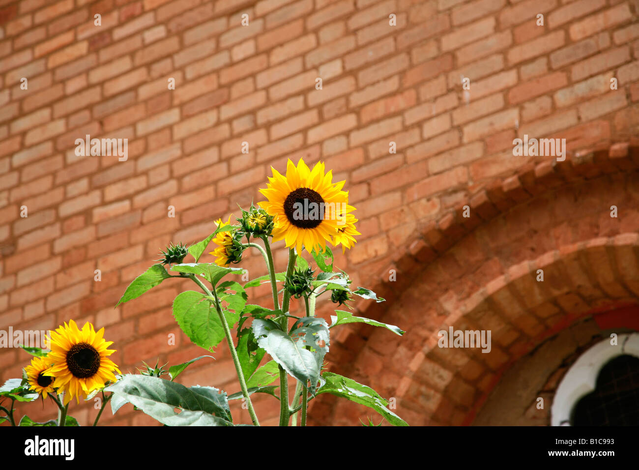 Girasole (Helianthus annuus) Foto Stock