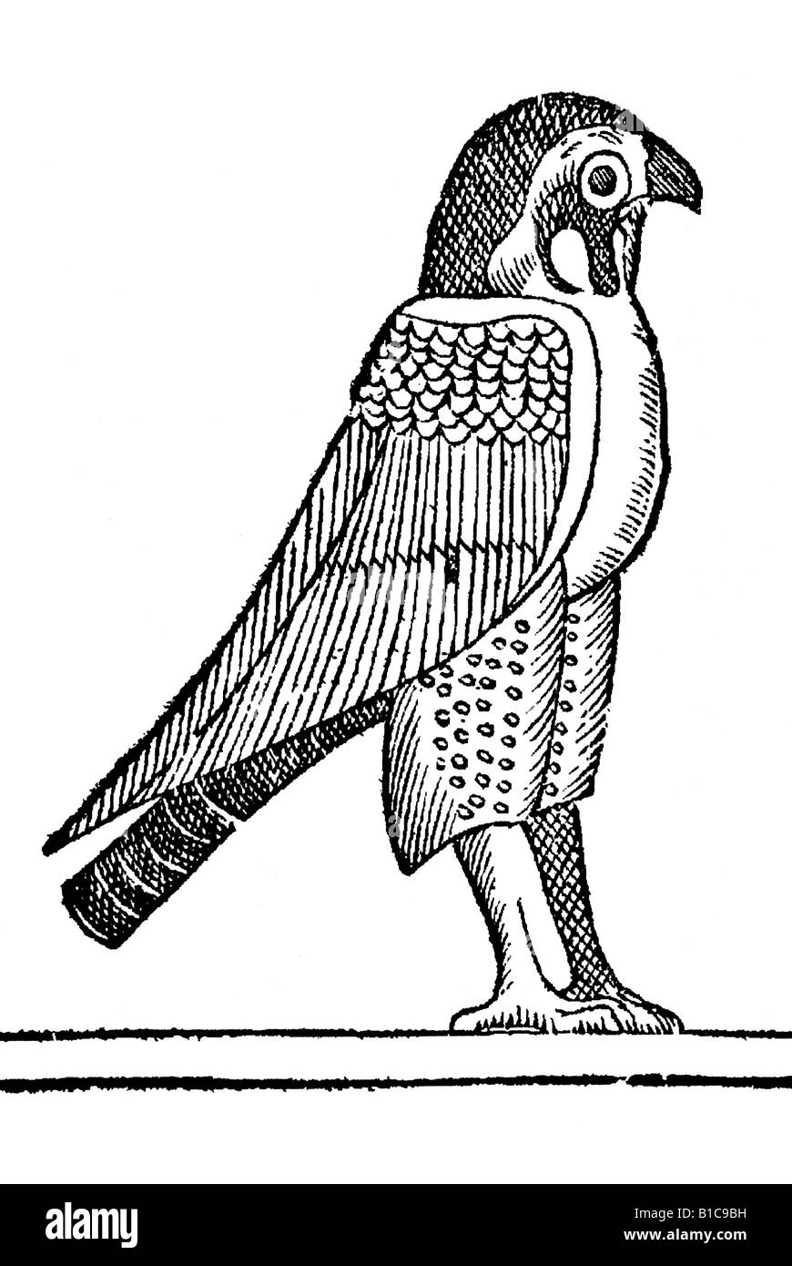 Accipiter capite & cauda niger, Aldrovandi 1642 xvii secolo Europa del Rinascimento Foto Stock