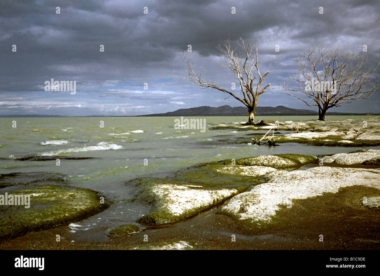 Febbraio 9, 2002 - gli alberi morti sulle rive del Lago de Managua in Nicaragua. Foto Stock