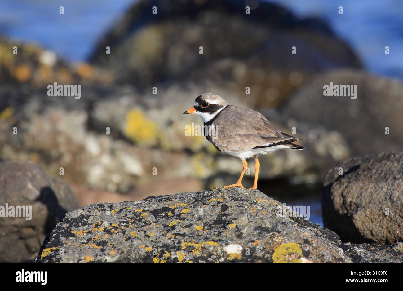 Di inanellare Plover Charadrius hiaticula Foto Stock Di inanellare Plover Charadrius hiaticula Foto Stock
