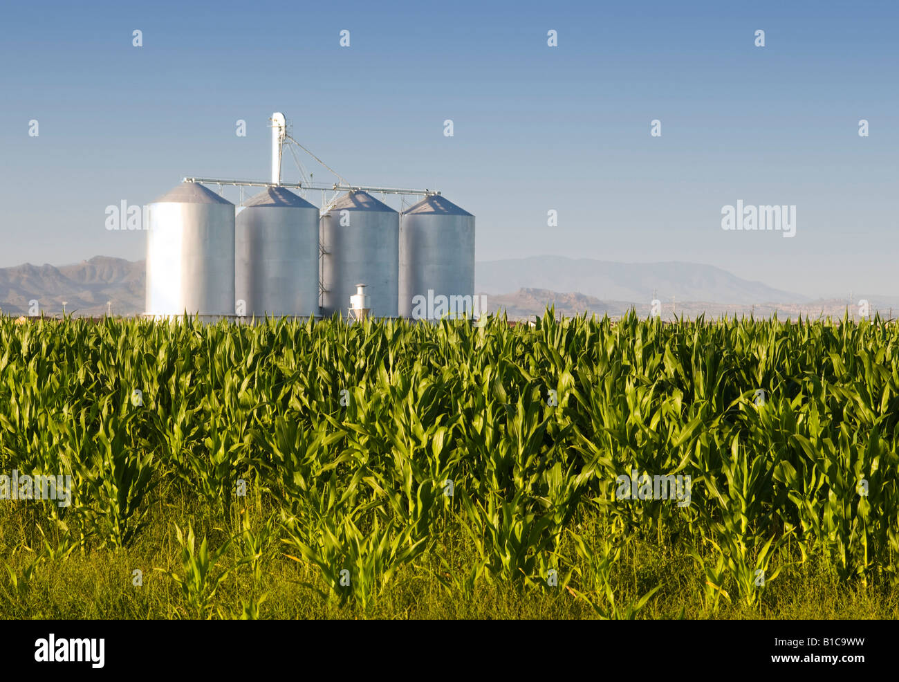 Il raccolto di mais con sili di fattoria e le montagne sullo sfondo Foto Stock