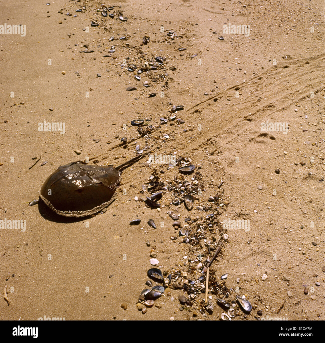 Il granchio a ferro di cavallo o granchio reale Limulus polyphemus Foto Stock