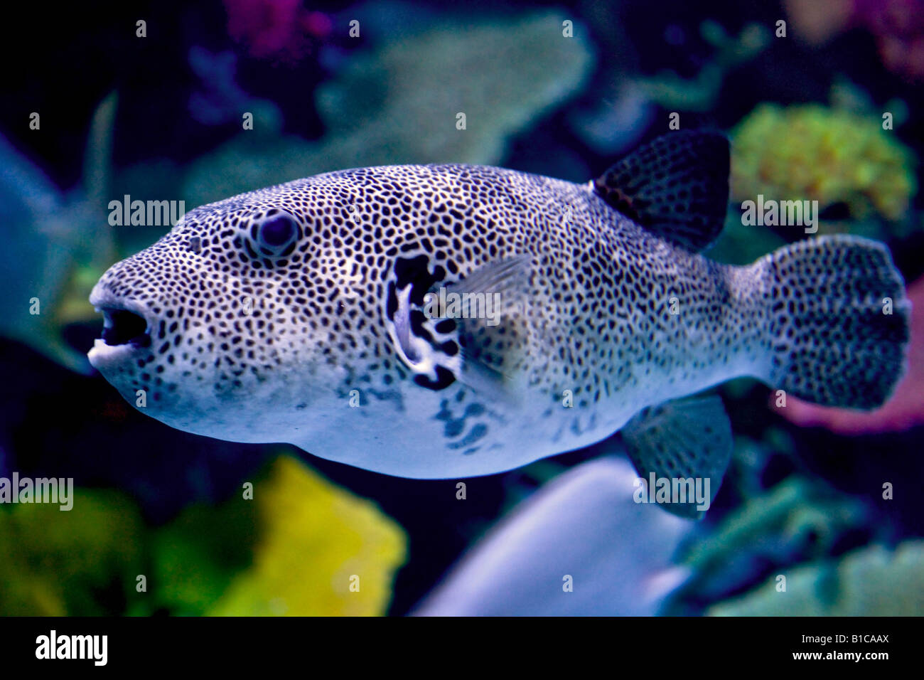 Pesce maculato Foto Stock