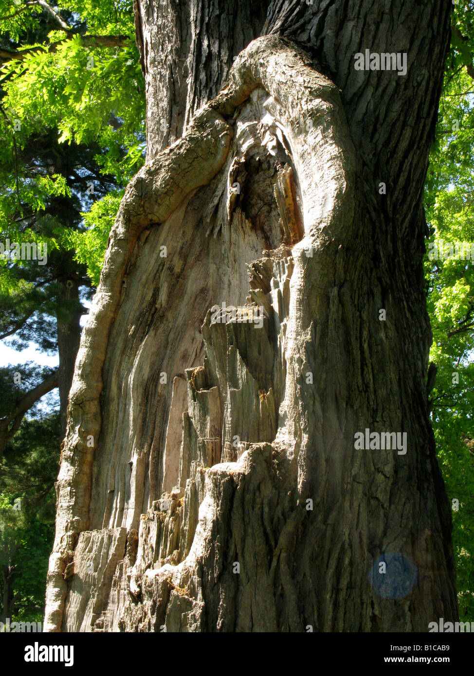 Malate tronco di albero. Foto Stock