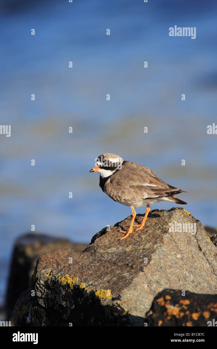 Di inanellare Plover Charadrius hiaticula con il blu del mare come sfondo Foto Stock Di inanellare Plover Charadrius hiaticula con il blu del mare come sfondo Foto Stock