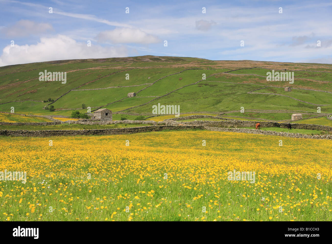 Fioritura di Prato da fieno e fienili vicino Thwaite Swaledale Yorkshire Foto Stock