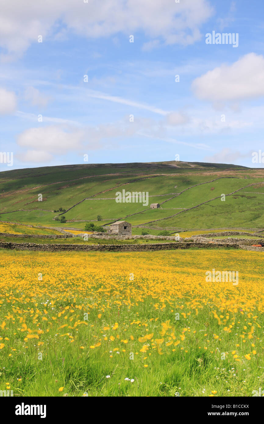 Fioritura di Prato da fieno e fienili vicino Thwaite Swaledale Yorkshire Foto Stock