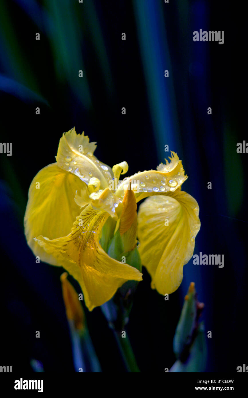 Acqua gialla bandiera iris Foto Stock