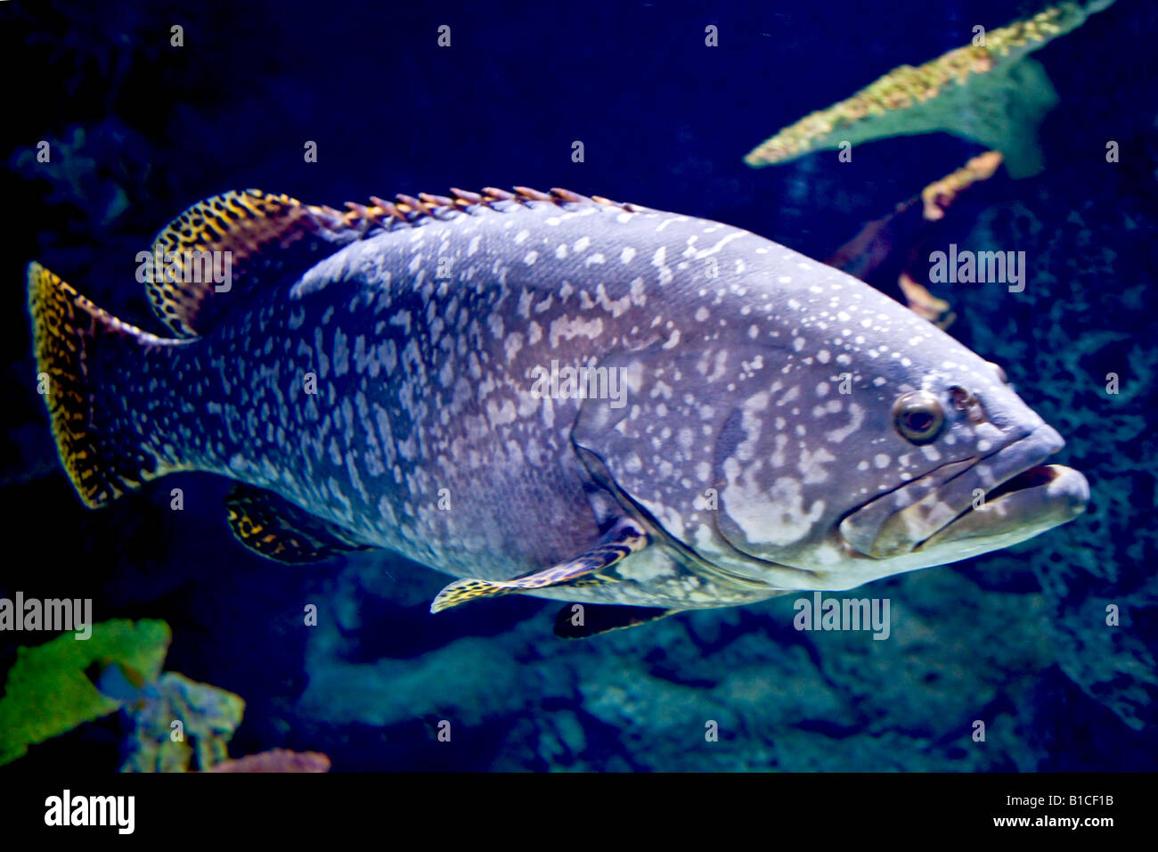 Sale maculato Pesce di acqua Foto Stock