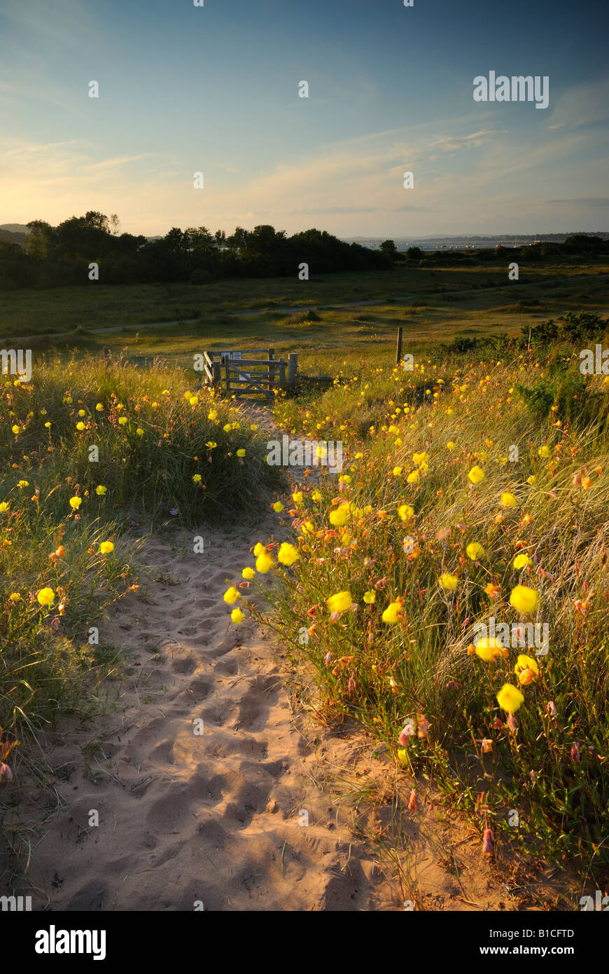 Sera primule (Oenothera biennis) e marram erba a Dawlish Warren Riserva Naturale Nazionale, Devon, Regno Unito Foto Stock