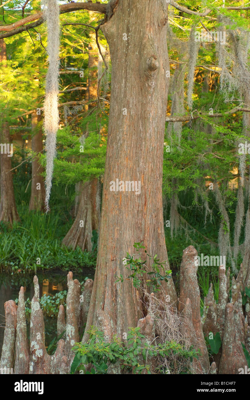 USA LA Louisiana Cajun Paese Lafayette cipresso calvo palude con muschio Spagnolo Foto Stock