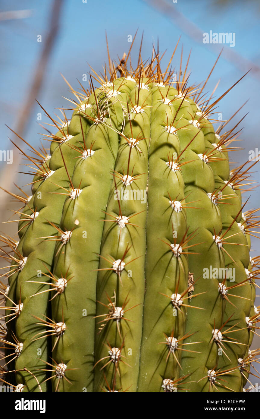 Close up di un cactus al dessert. Foto Stock