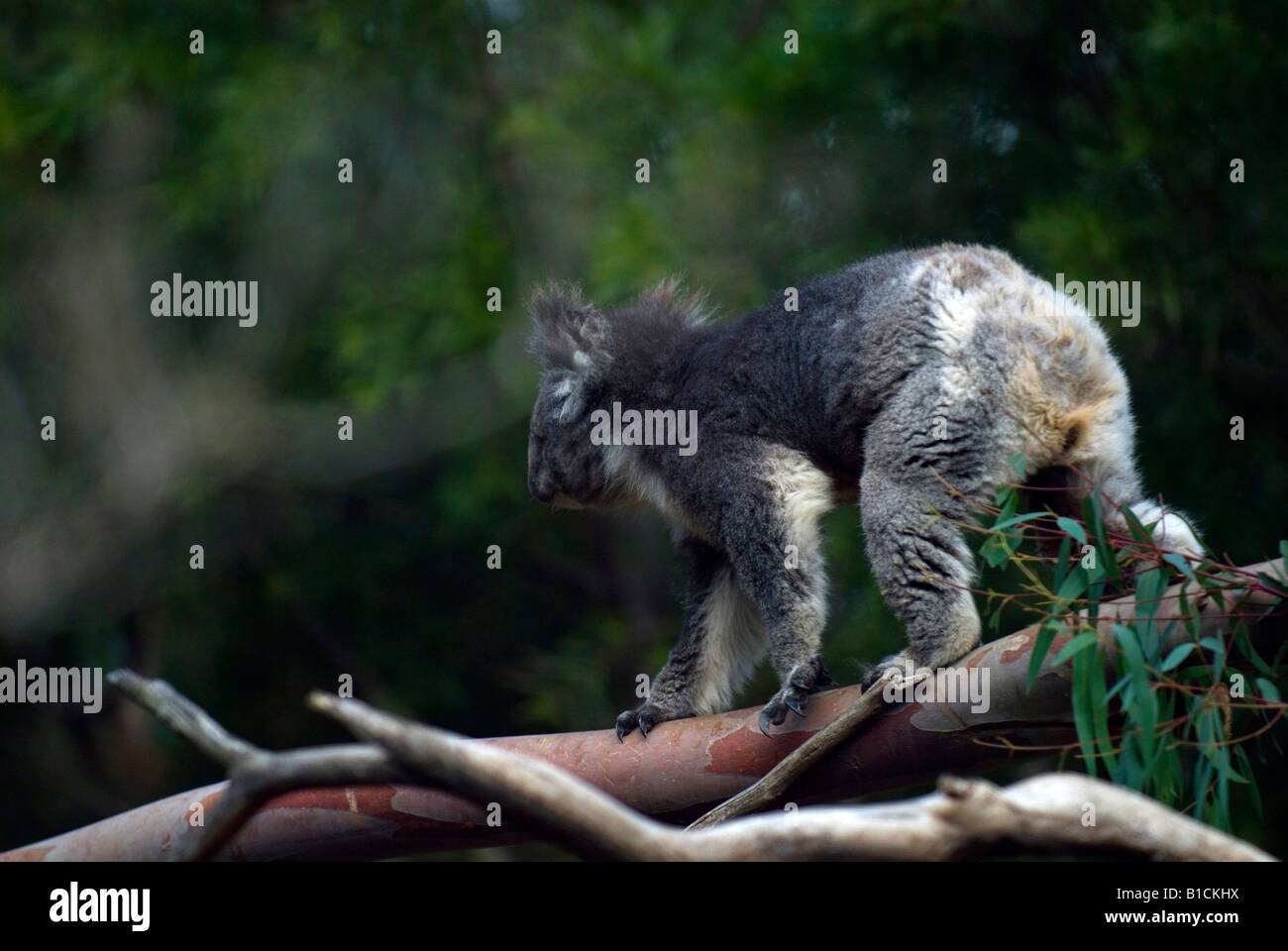 Un Koala da recare a piedi attraverso alberi di eucalipto in Melbourne, Australia Foto Stock