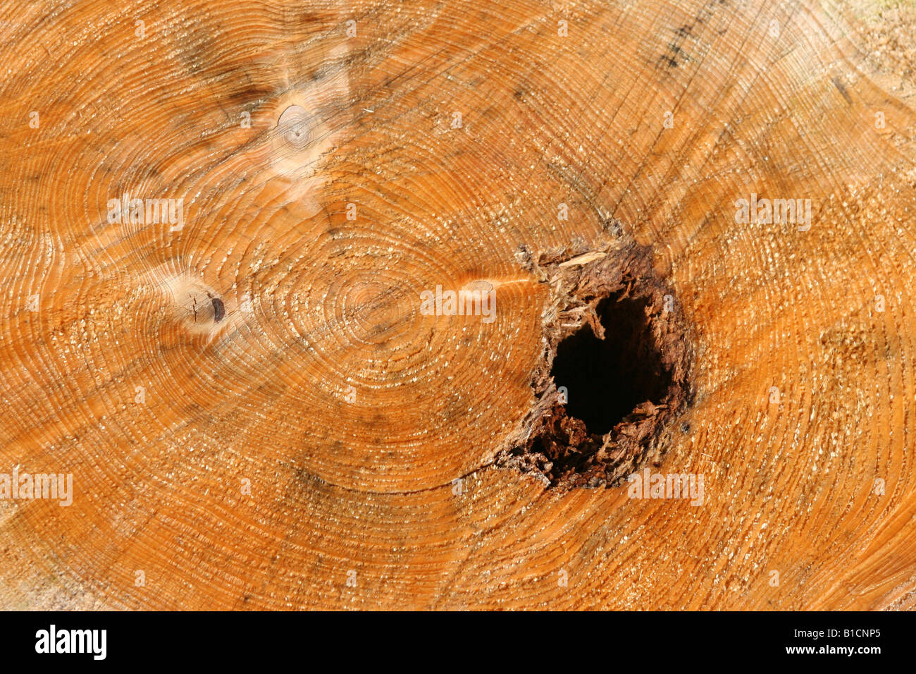 Abete (Picea abies), log di incrostazione Foto Stock