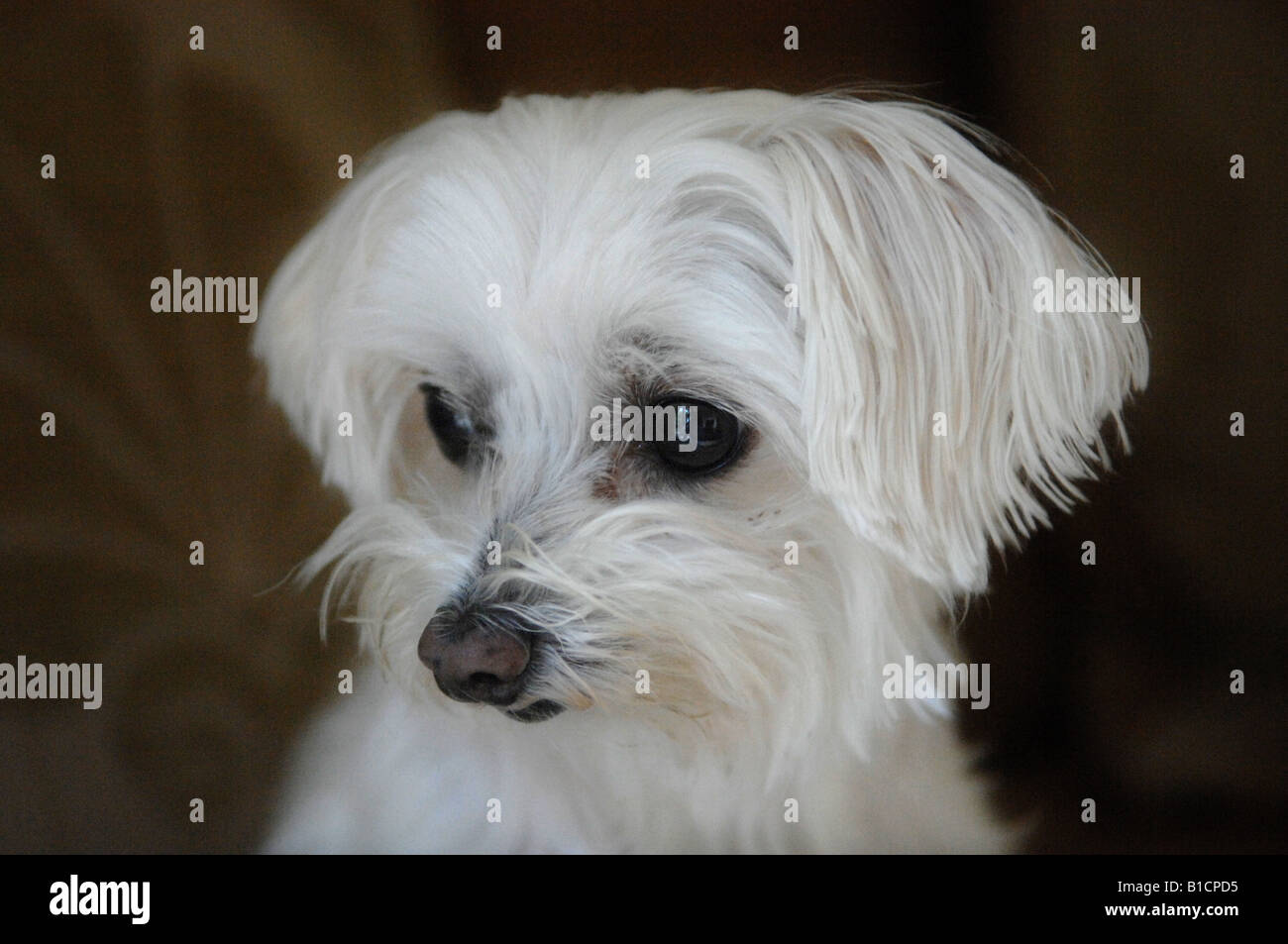 Un cane maltese di Terrier Foto Stock