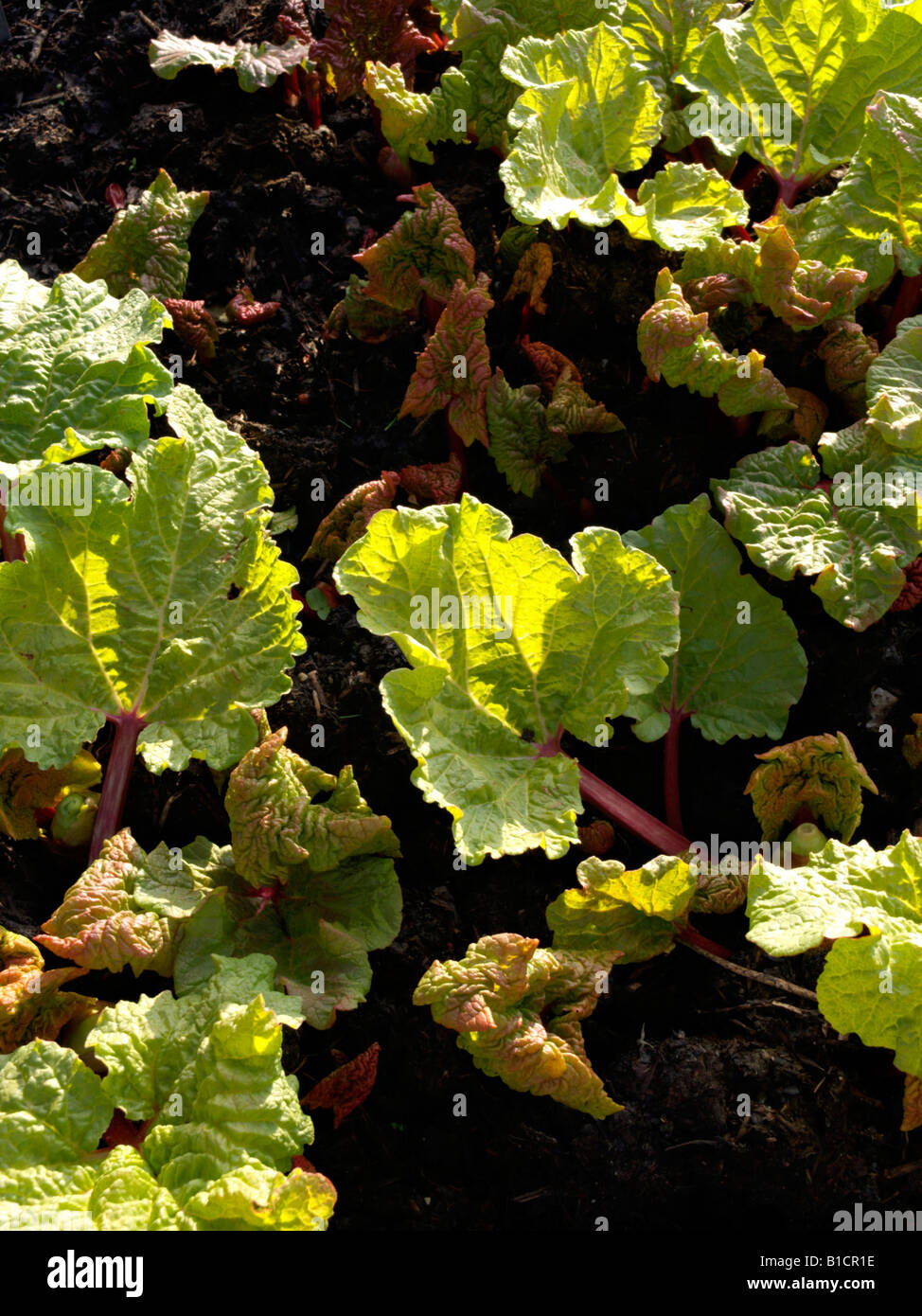 Giardino rabarbaro (Rheum rhabarbarum syn. rheum undulatum) Foto Stock