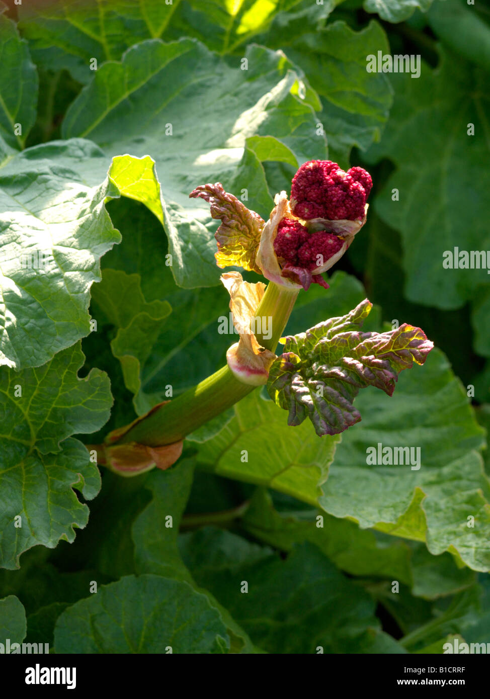 Giardino rabarbaro (Rheum rhabarbarum syn. rheum undulatum) Foto Stock