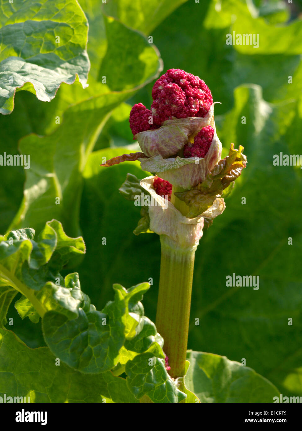 Giardino rabarbaro (Rheum rhabarbarum syn. rheum undulatum) Foto Stock