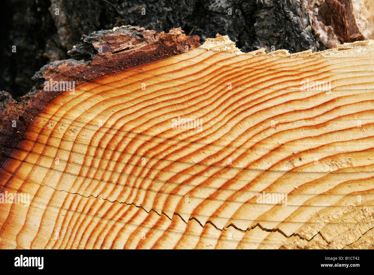 Struttura di anelli di crescita sul log Foto Stock