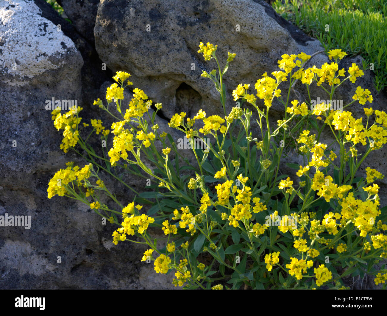 Golden alyssum (aurinia saxatilis syn. alyssum saxatile) Foto Stock