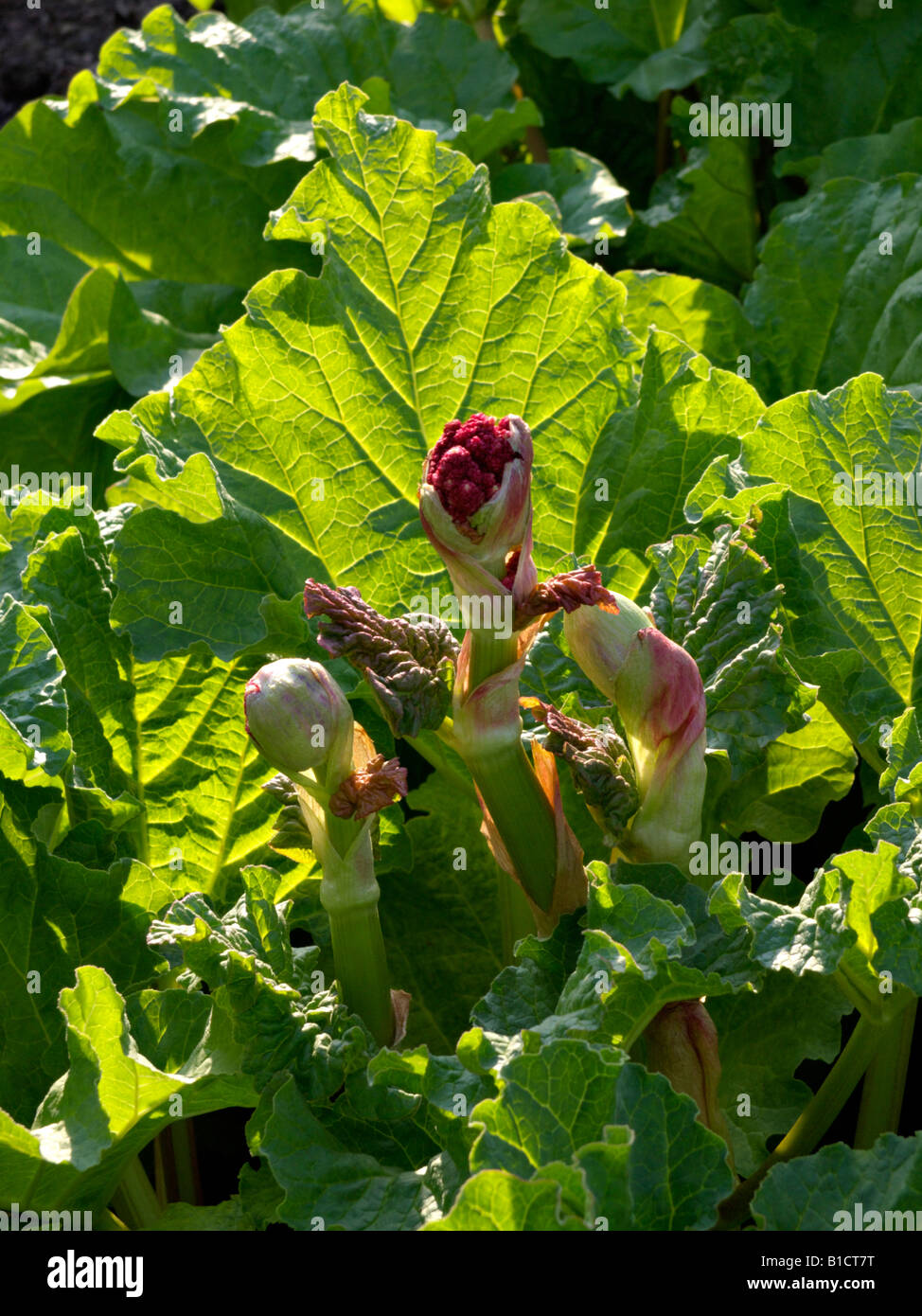 Giardino rabarbaro (Rheum rhabarbarum syn. rheum undulatum) Foto Stock