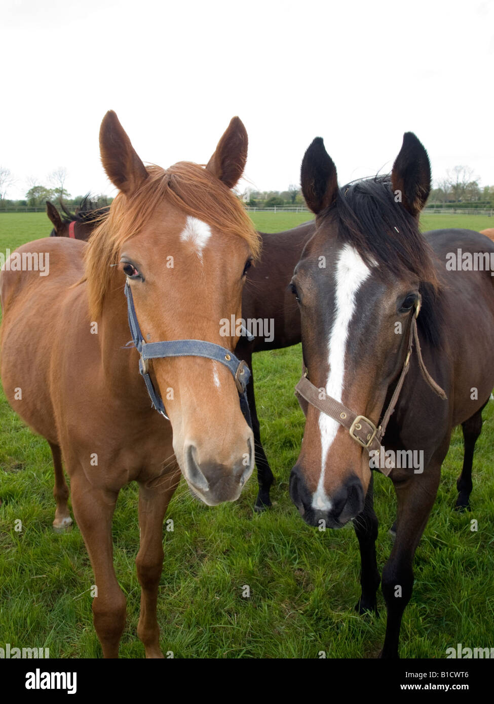 Due cavalli di fronte alla fotocamera indossando halters con un altro sulla parte posteriore Foto Stock