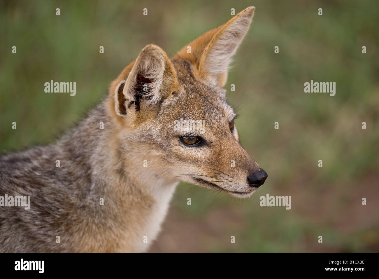 Black Backed Jackal ritratto Serengeti Tanzania Foto Stock