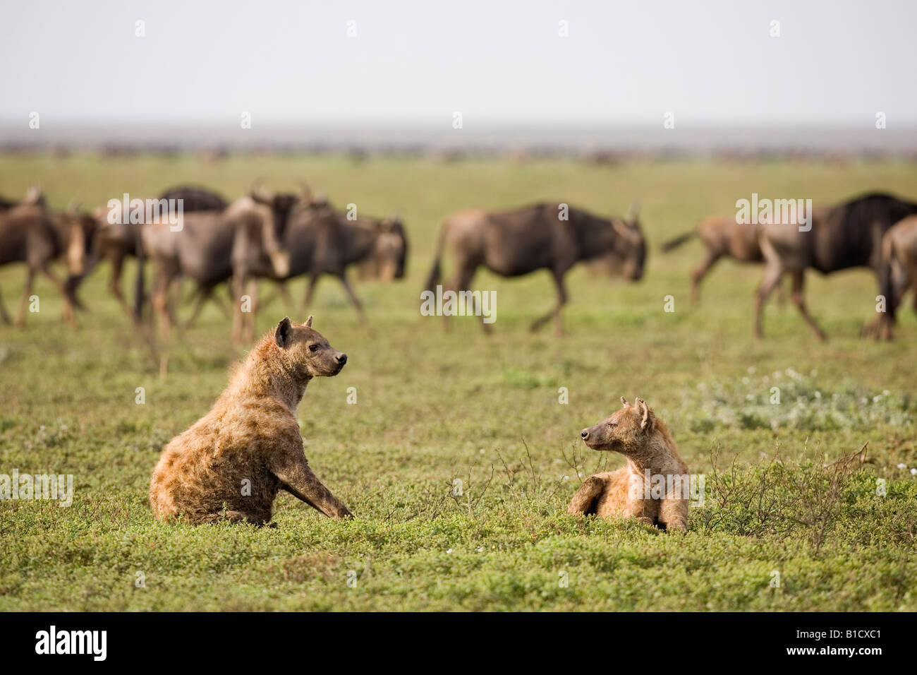 Spotted Hyaena Crocuta crocuta in movimento con la GNU migrazione del Serengeti Ndutu Tanzania Foto Stock